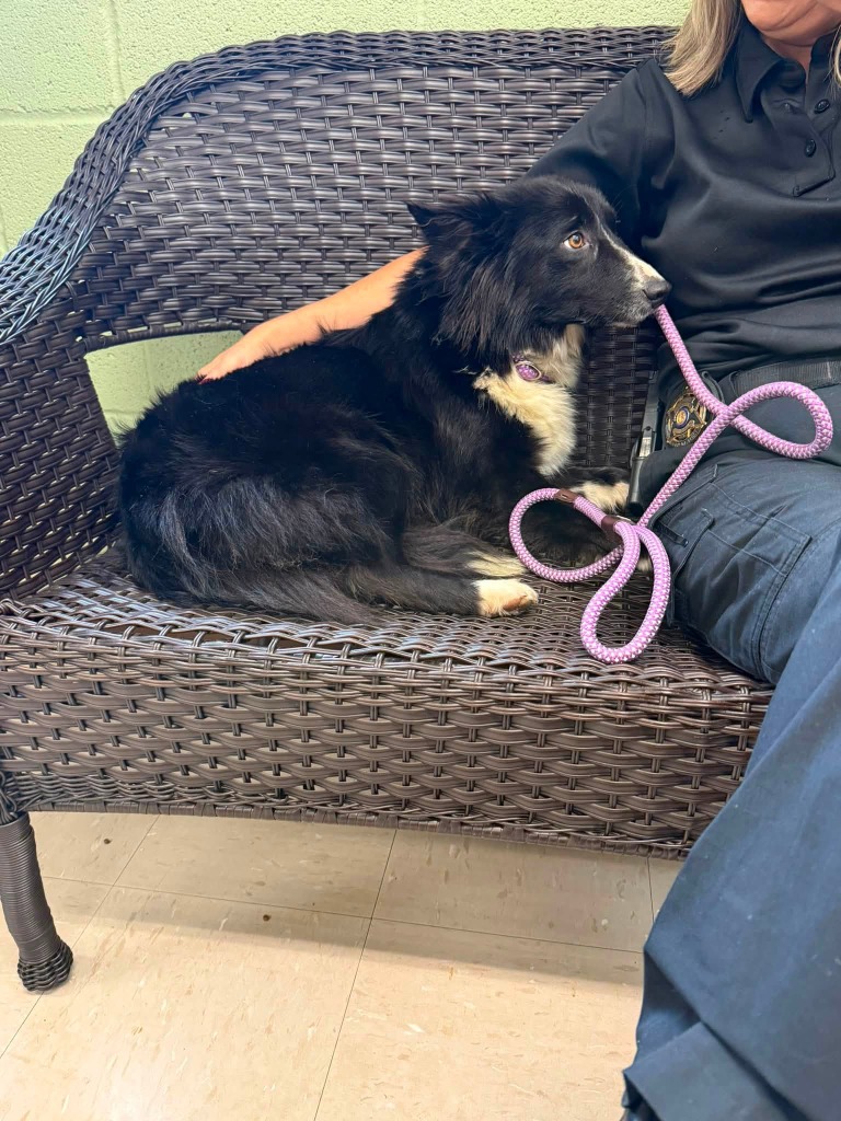 Shelter Stray Female Dog last seen Out of Town, 211 Kind Hearts Wy, Burnsville, NC 28714, USA