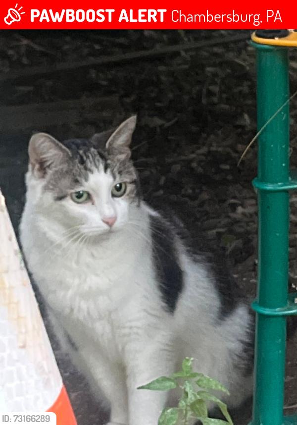 Lost Female Cat last seen Scotland ave, Chambersburg, PA 17201