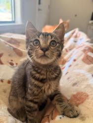 Shelter Stray Male Cat last seen Bexar County, 3353 Morningside Dr, New Braunfels, TX 78132, USA