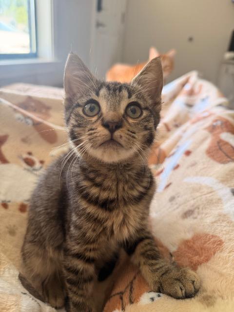 Shelter Stray Male Cat last seen Bexar County, 3353 Morningside Dr, New Braunfels, TX 78132, USA