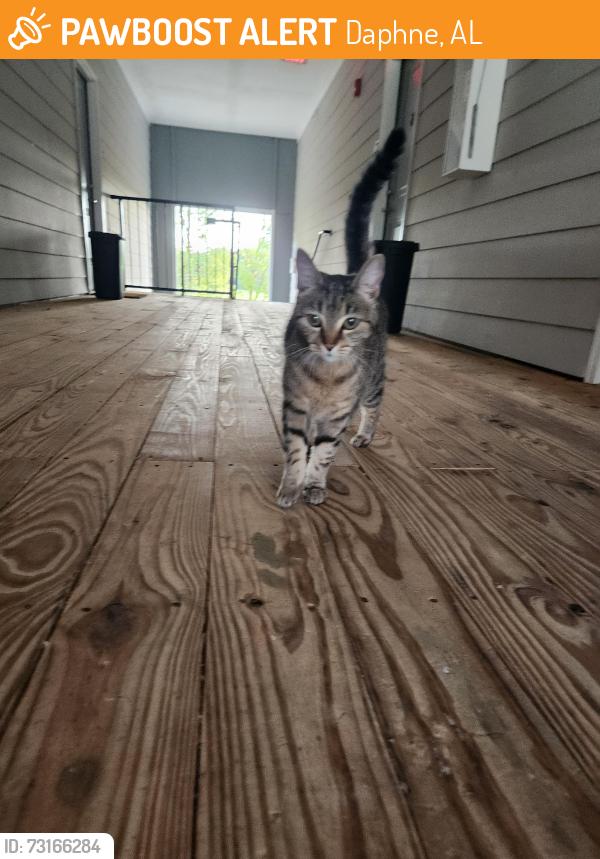 Found/Stray Unknown Cat last seen Sighted near Exchange At Daphne apmts on 181. Roaming around building 1000 and 2000. See from July 12th to July 21st., Daphne, AL 36526