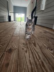 Found/Stray Unknown Cat last seen Sighted near Exchange At Daphne apmts on 181. Roaming around building 1000 and 2000. See from July 12th to July 21st., Daphne, AL 36526