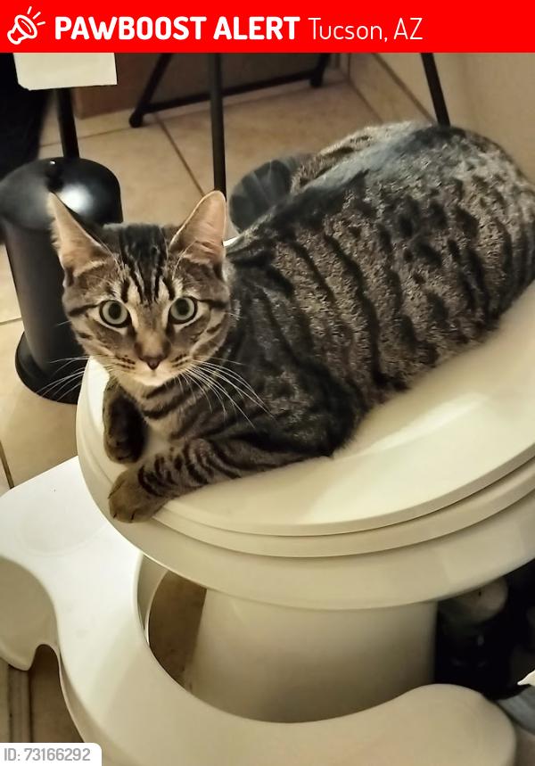 Lost Male Cat last seen Rancho Valencia, Tucson, AZ 85756