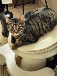 Lost Male Cat last seen Rancho Valencia, Tucson, AZ 85756