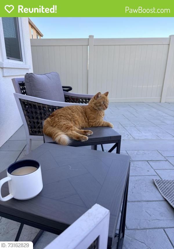 Reunited Male Cat last seen Webster st, Highland, CA 92346