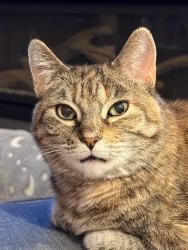 Lost Female Cat last seen Woodmen and Raven Hills, Colorado Springs, CO 80919