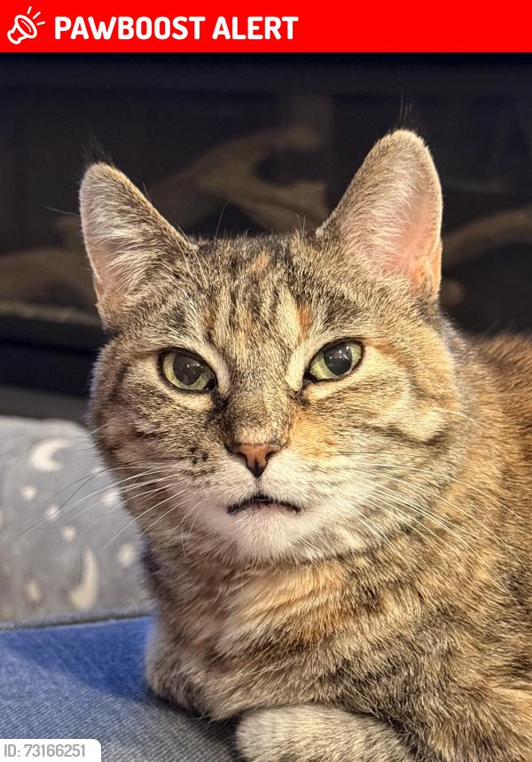 Lost Female Cat last seen Woodmen and Raven Hills, Colorado Springs, CO 80919