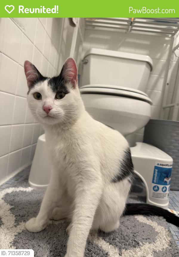 Reunited Unknown Cat last seen Starbird st/porter st in malden ma, Malden, MA 02148