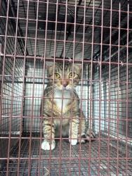 Shelter Stray Unknown Cat last seen Bexar County, 3353 Morningside Dr, New Braunfels, TX 78132, USA