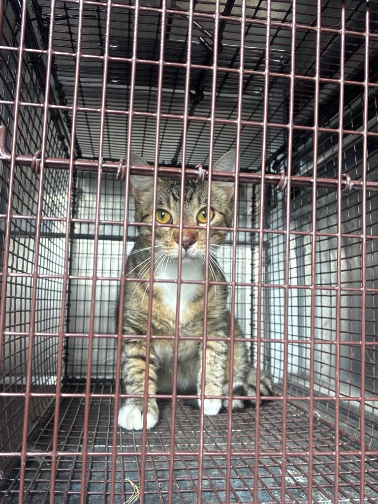 Shelter Stray Unknown Cat last seen Bexar County, 3353 Morningside Dr, New Braunfels, TX 78132, USA