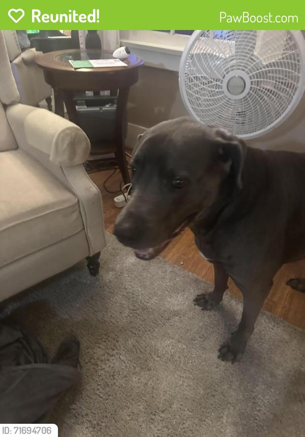 Reunited Male Dog last seen E 4th St & Obispo Ave, Long Beach, CA 90814, USA, Long Beach, CA 90814