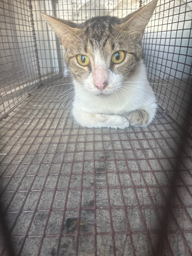 Shelter Stray Unknown Cat last seen Bexar County, 3353 Morningside Dr, New Braunfels, TX 78132, USA