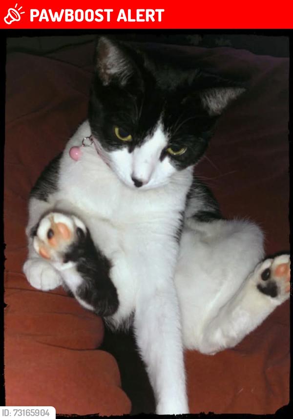Lost Female Cat last seen Near springdale rd backed up to partree in wexford leas woods, Cherry Hill Township, NJ 08003