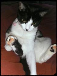 Lost Female Cat last seen Near springdale rd backed up to partree in wexford leas woods, Cherry Hill Township, NJ 08003