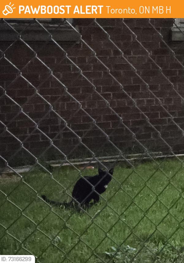 Found/Stray Unknown Cat last seen Behind high voltage construction fence, Toronto, ON M5B 1H8