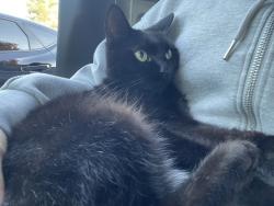 Lost Female Cat last seen Hidden Valley, Lake Buena Vista, 3rd Street., Orlando, FL 32827