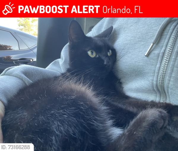 Lost Female Cat last seen Hidden Valley, Lake Buena Vista, 3rd Street., Orlando, FL 32827