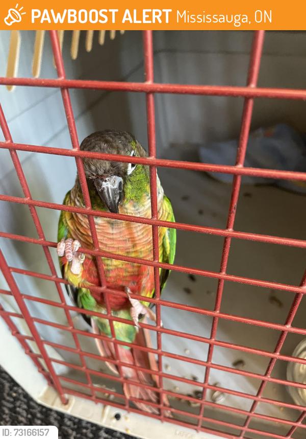 Found/Stray Unknown Bird last seen Mainroyal st Erin Mills Mississauga, Mississauga, ON 
