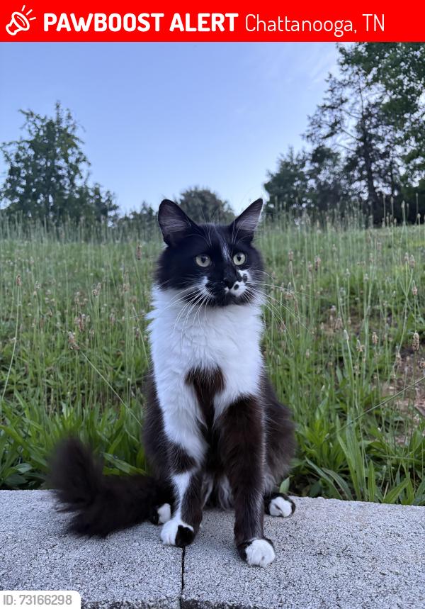 Lost Female Cat last seen Lookout Valley High School, Chattanooga, TN 37419