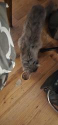 Reunited Female Cat last seen Lafayette Drive / Mackland Ave, Albuquerque, NM 87106