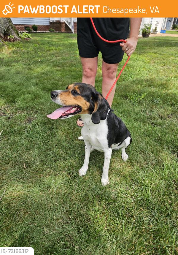 Found/Stray Female Dog last seen Birch Leaf Rd / Veranda Way, Chesapeake, VA 23320