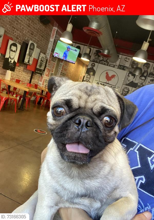 Lost Male Dog last seen Near W Gary Way, Phoenix, AZ 85339