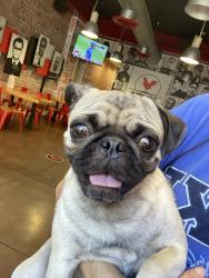 Lost Male Dog last seen Near W Gary Way, Phoenix, AZ 85339