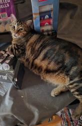 Lost Male Cat last seen Buckingham and Roger's Lane, Wyoming, MI 49509