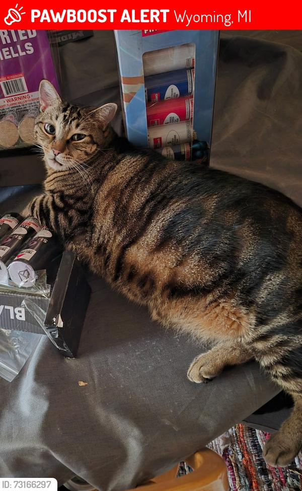 Lost Male Cat last seen Buckingham and Roger's Lane, Wyoming, MI 49509