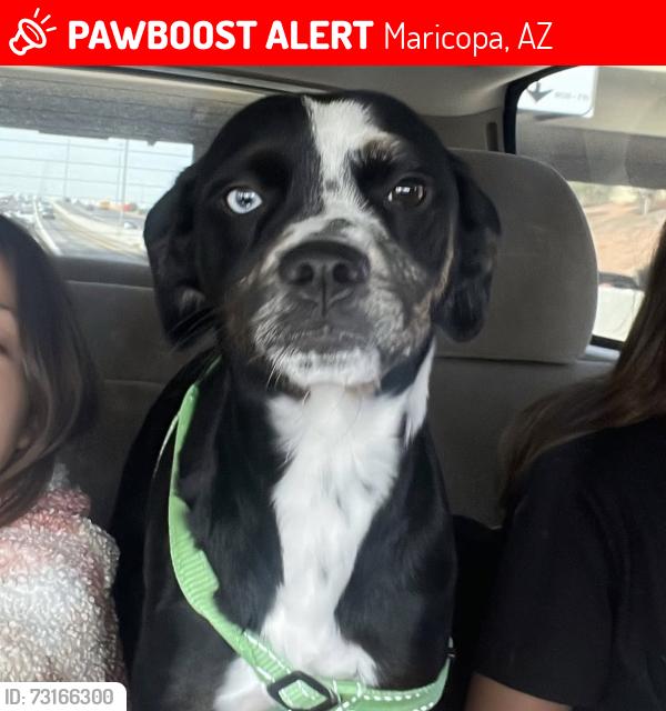 Lost Female Dog last seen heading towards conta verdez ave and cordoba st, Maricopa, AZ 85138
