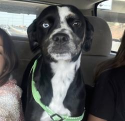 Lost Female Dog last seen heading towards conta verdez ave and cordoba st, Maricopa, AZ 85138