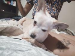 Found/Stray Male Dog last seen Willow, Denver, CO 80247
