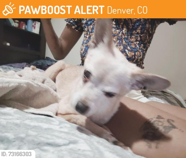 Found/Stray Male Dog last seen Willow, Denver, CO 80247