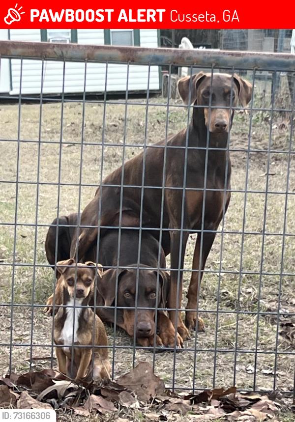 Lost Male Dog last seen Kingdom Hall Jehovas Witness Bldg HWy 520 Cusseta GA, Cusseta, GA 31805