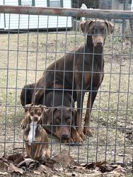 Lost Male Dog last seen Kingdom Hall Jehovas Witness Bldg HWy 520 Cusseta GA, Cusseta, GA 31805