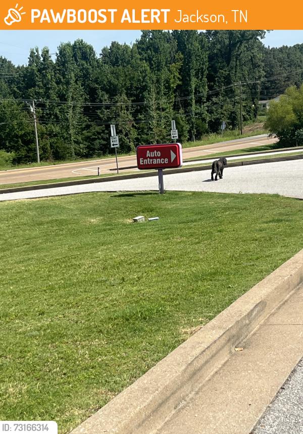 Found/Stray Unknown Dog last seen Speedway, Jackson, TN 38305