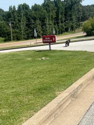 Found/Stray Unknown Dog last seen Speedway, Jackson, TN 38305