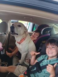 Lost Male Dog last seen Stonewall, Paragould, AR 72450