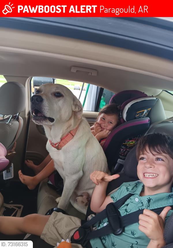 Lost Male Dog last seen Stonewall, Paragould, AR 72450