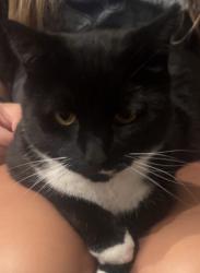 Reunited Female Cat last seen Viking and Baugh, Elk River, MN 55330