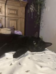 Lost Male Cat last seen Pepper dr, Lilly Ave, El Cajon, CA 92021