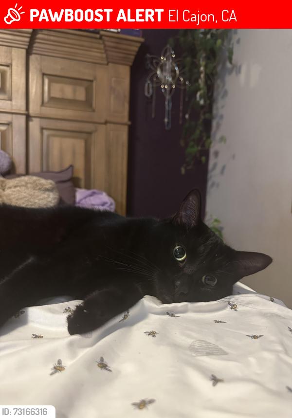 Lost Male Cat last seen Pepper dr, Lilly Ave, El Cajon, CA 92021