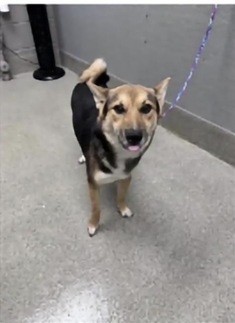 Shelter Stray Male Dog last seen Near BLOCK E CAREY AVE, NORTH LAS VEGAS NV 89030, 655 N Mojave Rd, Las Vegas, NV 89101, USA