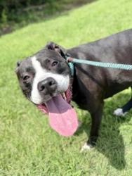 Shelter Stray Female Dog last seen Near BLOCK FERN VALLEY ROAD, 3528 Newburg Rd, Louisville, KY 40218, USA