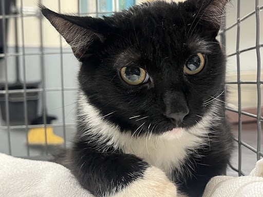 Shelter Stray Male Cat last seen Near BLOCK S PEARL ST, LAS VEGAS NV 89121, 655 N Mojave Rd, Las Vegas, NV 89101, USA