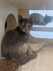 Shelter Stray Female Cat last seen Near BLOCK GARDEN GREEN WAY, 3528 Newburg Rd, Louisville, KY 40218, USA