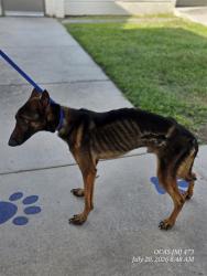 Shelter Stray Male Dog last seen , 2769 Conroy Rd, Orlando, FL 32839, USA