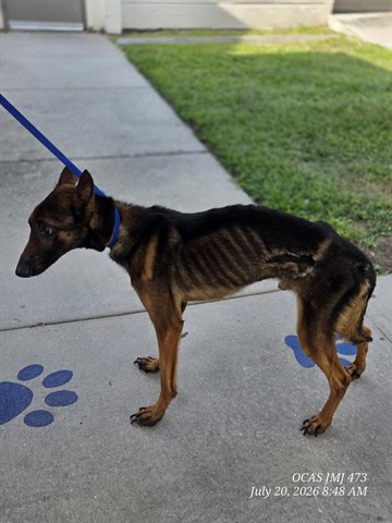 Shelter Stray Male Dog last seen , 2769 Conroy Rd, Orlando, FL 32839, USA