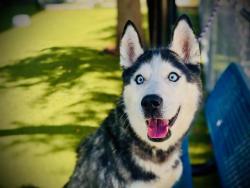 Shelter Stray Female Dog last seen , 2769 Conroy Rd, Orlando, FL 32839, USA