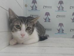 Shelter Stray Female Cat last seen , 2769 Conroy Rd, Orlando, FL 32839, USA